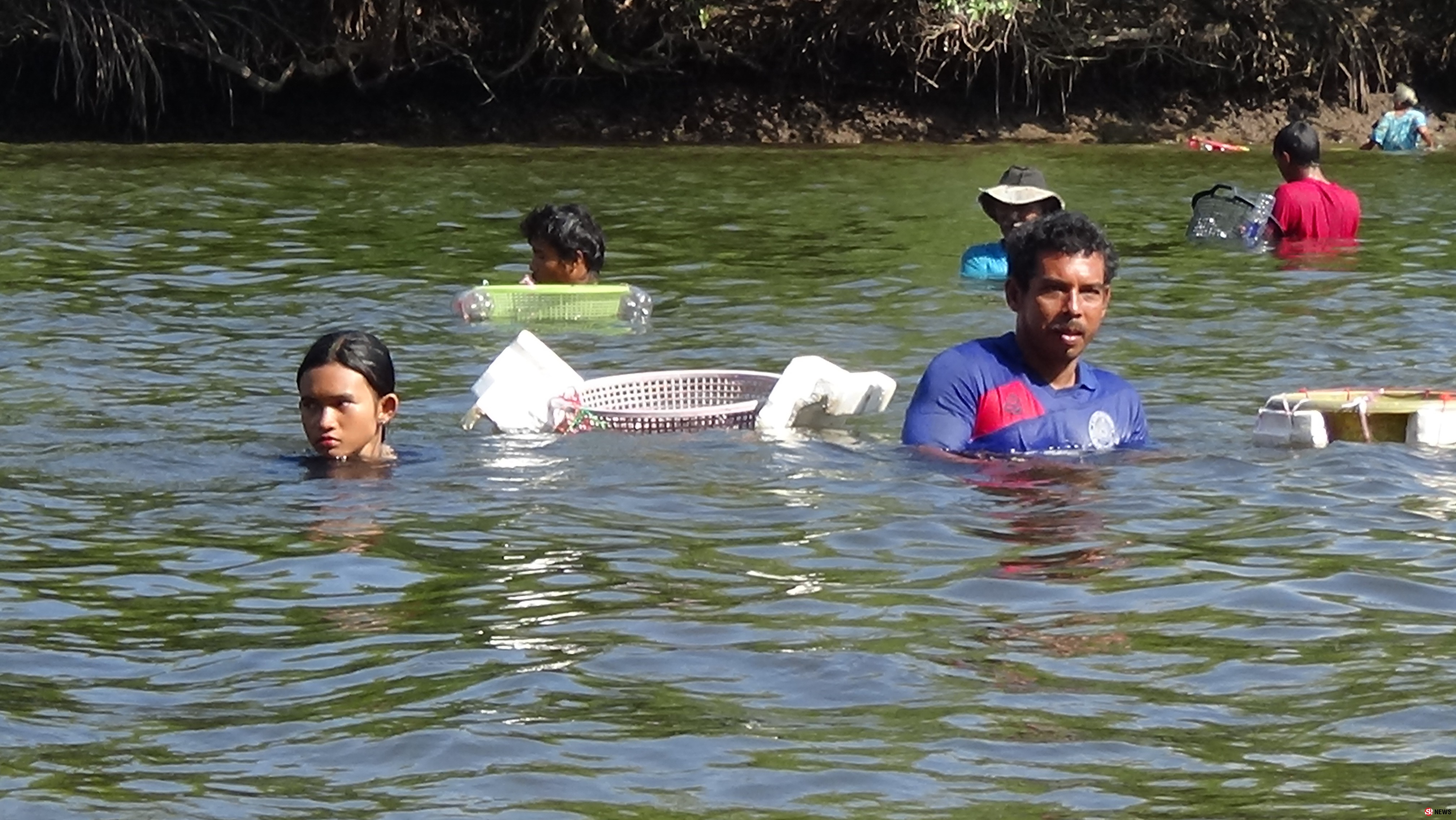 สตูลชาวบ้านนับร้อยหาสาหร่ายลาโตดในคลองสร้างรายได้ในท้องถิ่นปีละกว่า2ล้าน