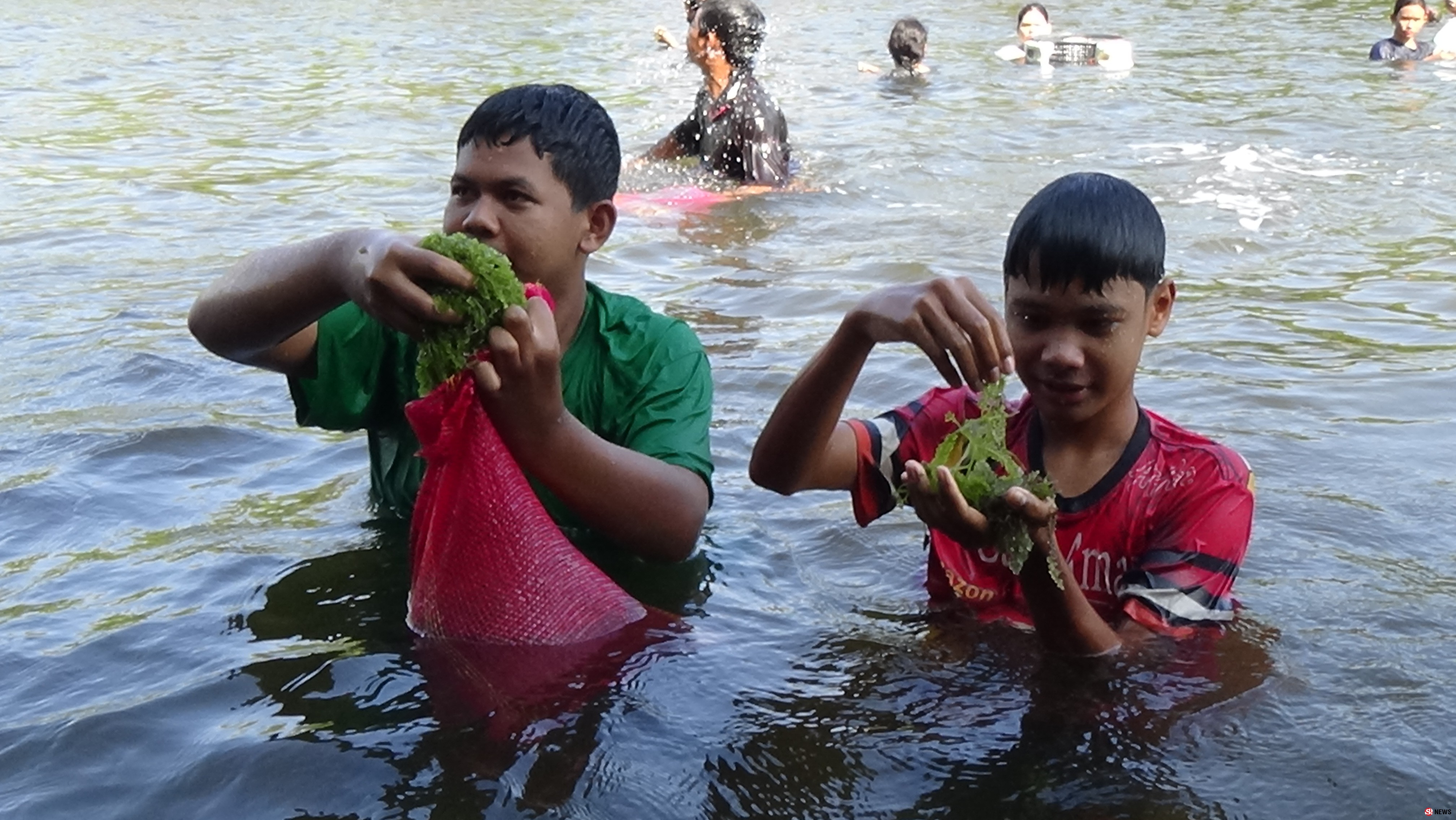 สตูลชาวบ้านนับร้อยหาสาหร่ายลาโตดในคลองสร้างรายได้ในท้องถิ่นปีละกว่า2ล้าน