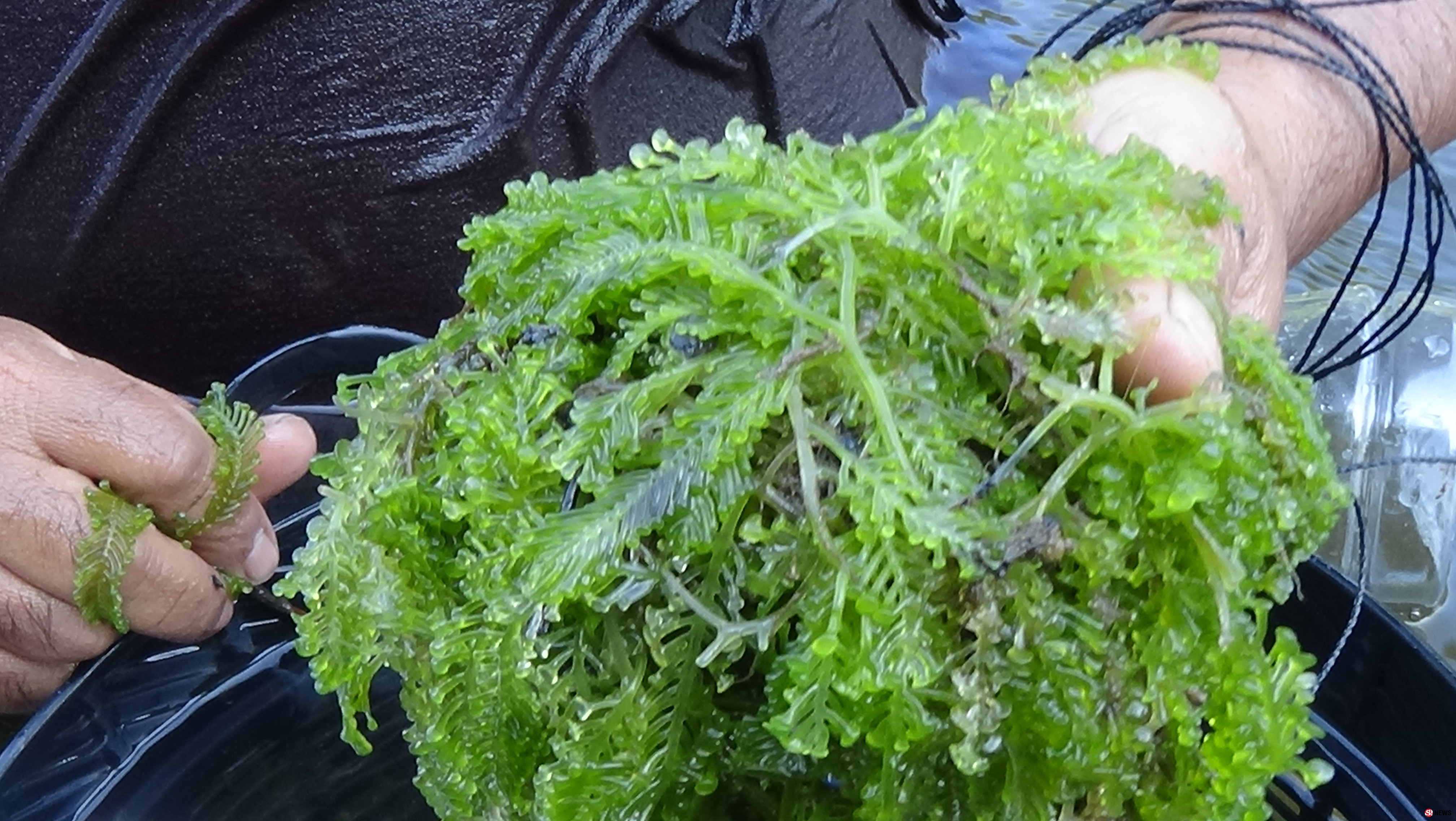 สตูลชาวบ้านนับร้อยหาสาหร่ายลาโตดในคลองสร้างรายได้ในท้องถิ่นปีละกว่า2ล้าน