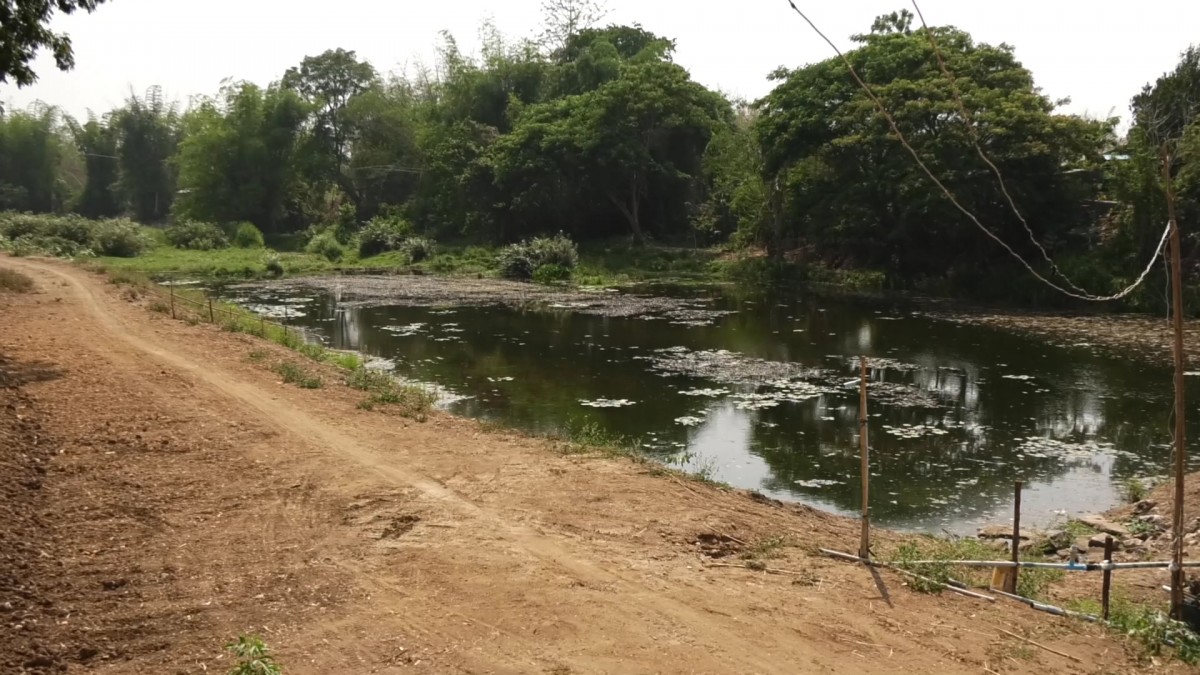 พบต้นตะเคียนจมน้ำ700ปีให้โชคกับชาวบ้านทั้งอำเภอ