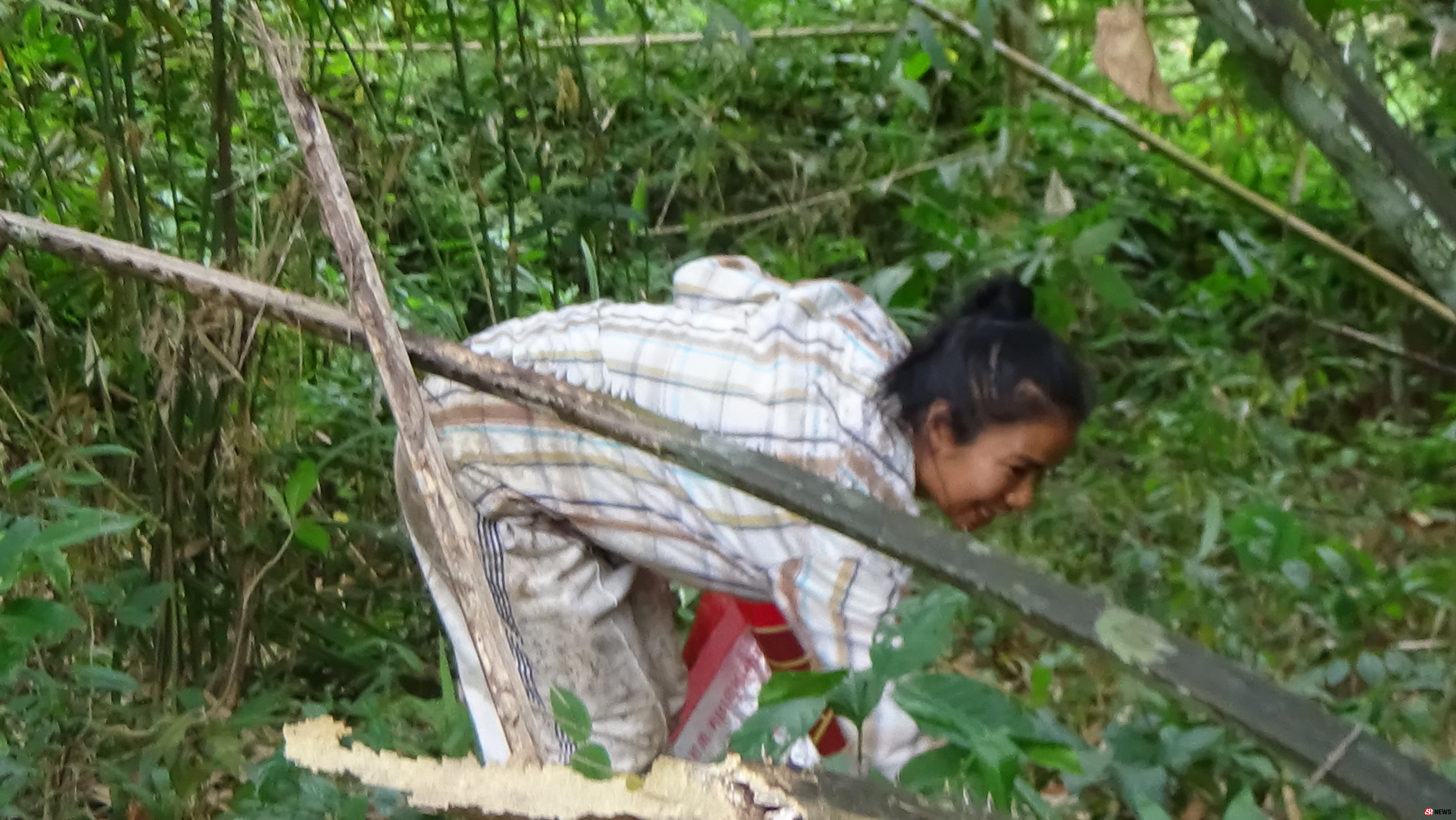 สตูลชาวบ้านเข้าเก็บฝักเหรียงในป่าสร้างรายวันละ400-500บาท