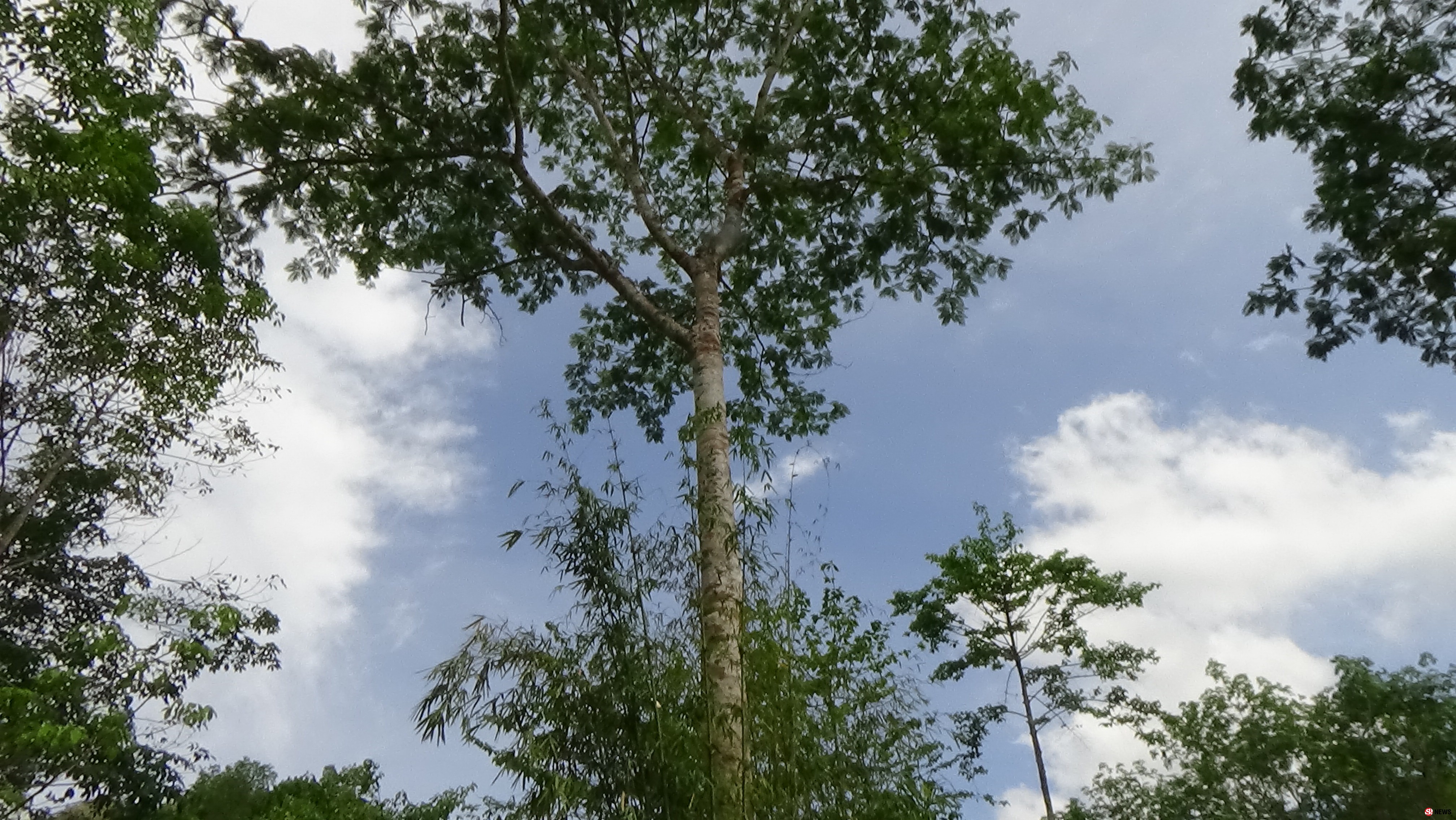 สตูลชาวบ้านเข้าเก็บฝักเหรียงในป่าสร้างรายวันละ400-500บาท