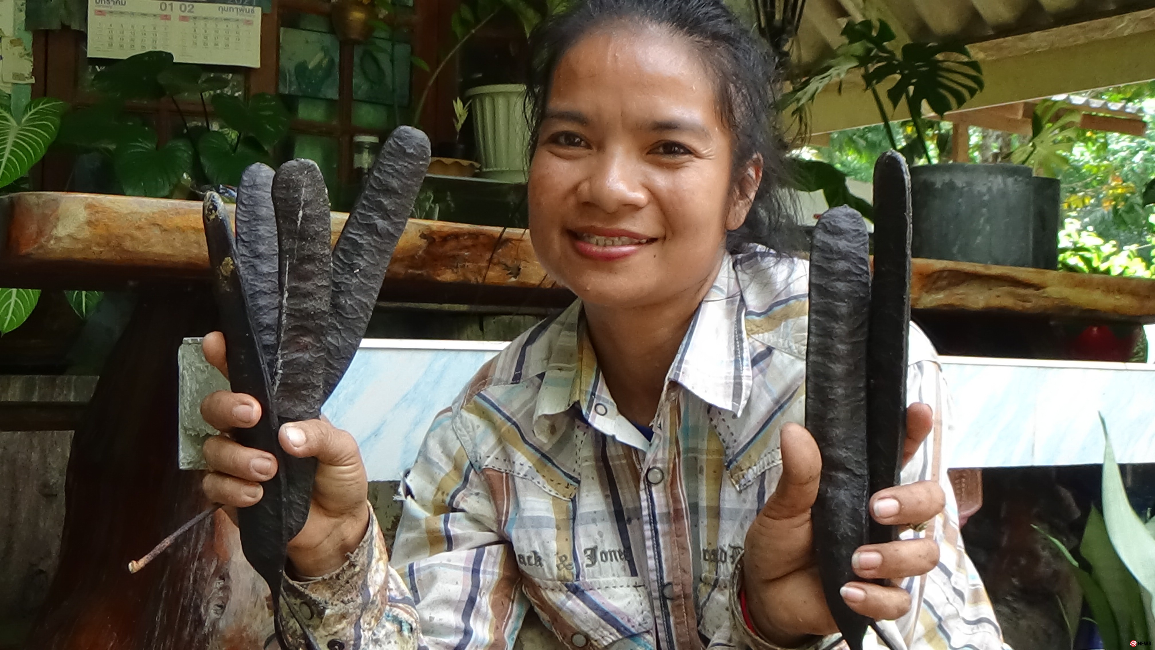 สตูลชาวบ้านเข้าเก็บฝักเหรียงในป่าสร้างรายวันละ400-500บาท