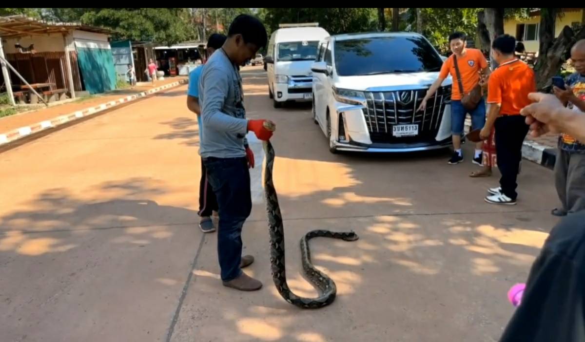 อุดรธานี 290666 งูเหลือมยาวเกือบ 3 เมตรเลื้อยออกจากเกาะคำชะโนดมาที่วัดศิริสุทโธคำชะโนดคอหวยแห่ส่องเลข