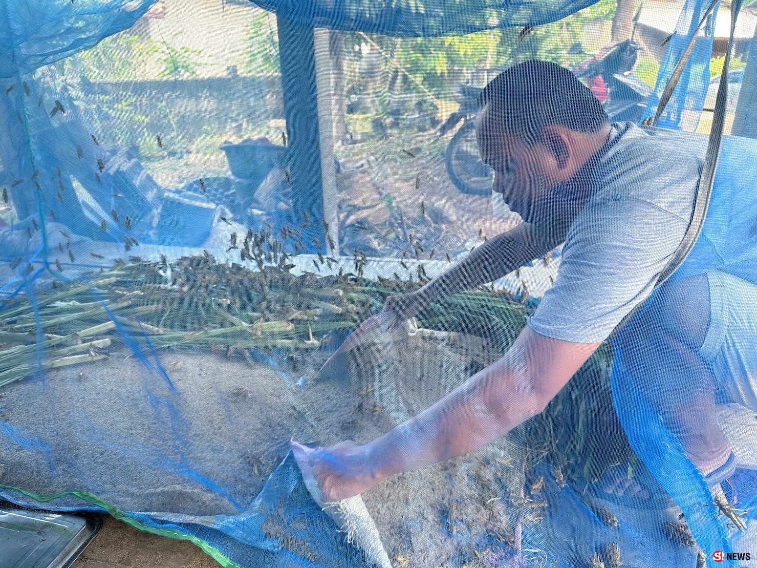 กาฬสินธุ์ครูสาวสอนภาษาจีนเลี้ยงตั๊กแตนปาทังก้ารายได้เสริมเดือนเกือบ5หมื่น