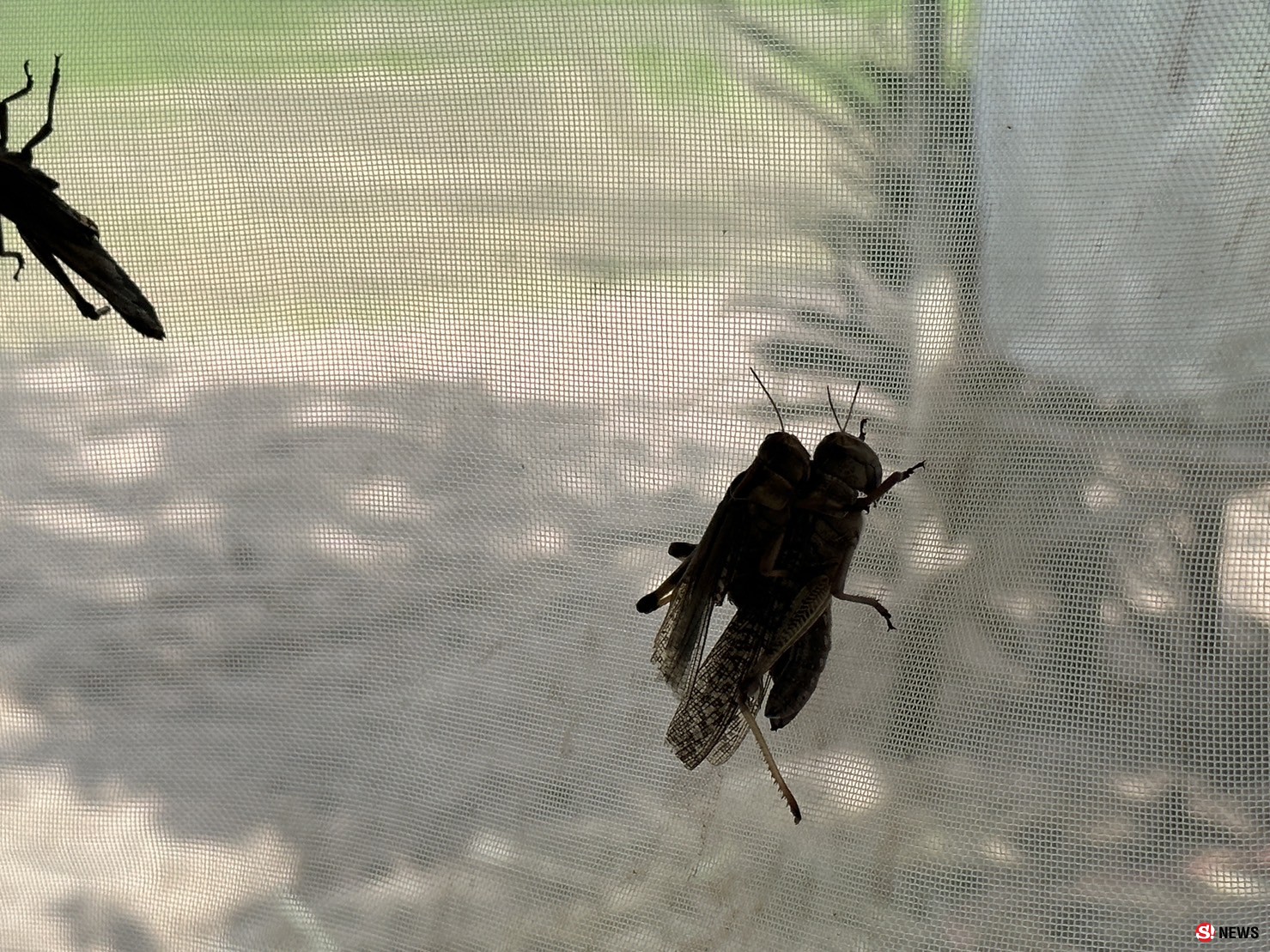 กาฬสินธุ์ครูสาวสอนภาษาจีนเลี้ยงตั๊กแตนปาทังก้ารายได้เสริมเดือนเกือบ5หมื่น