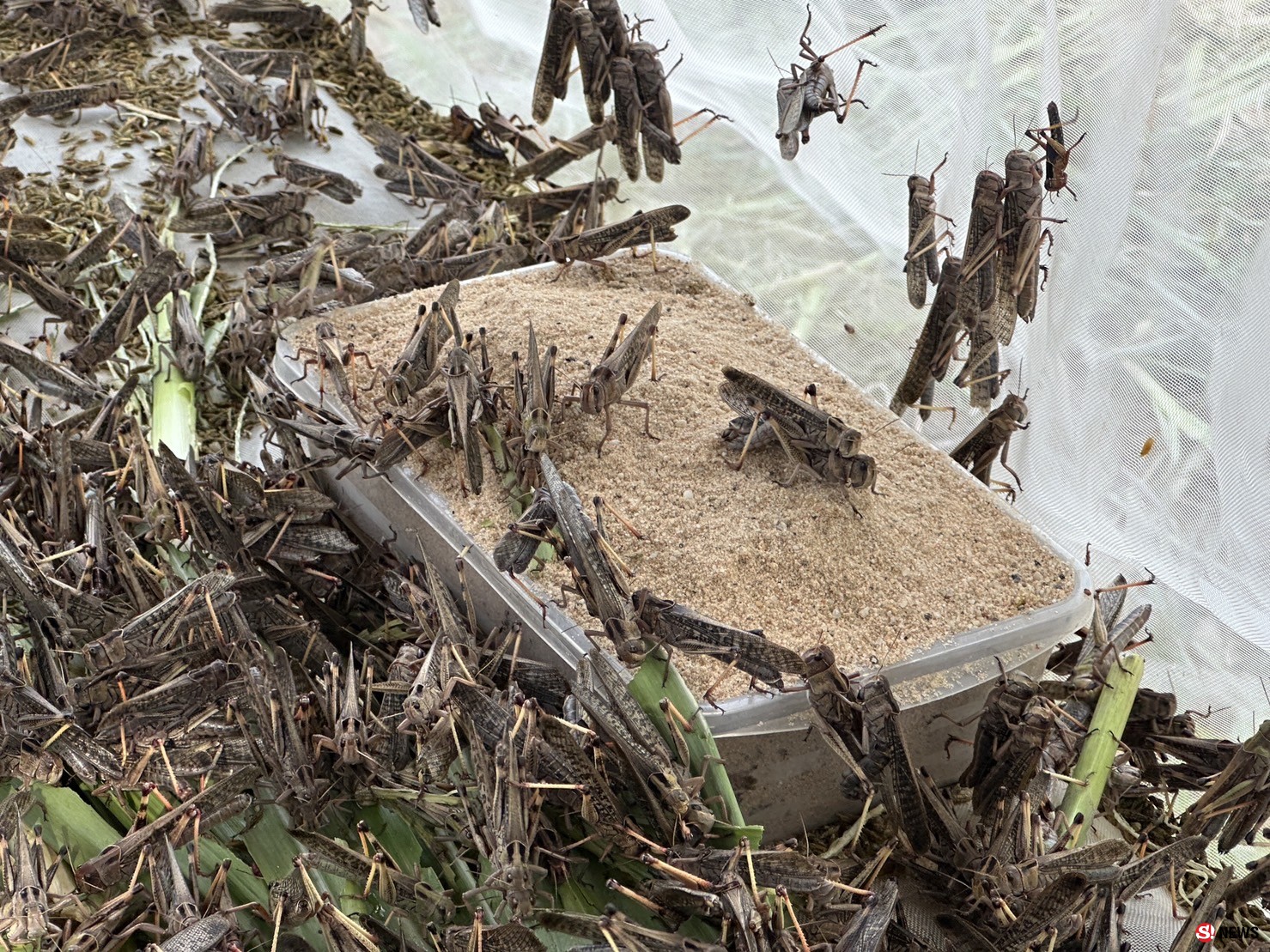 กาฬสินธุ์ครูสาวสอนภาษาจีนเลี้ยงตั๊กแตนปาทังก้ารายได้เสริมเดือนเกือบ5หมื่น