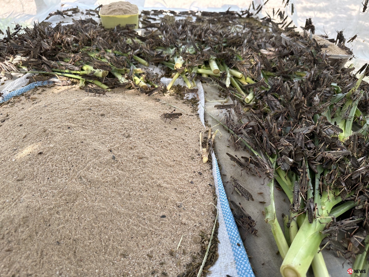 กาฬสินธุ์ครูสาวสอนภาษาจีนเลี้ยงตั๊กแตนปาทังก้ารายได้เสริมเดือนเกือบ5หมื่น