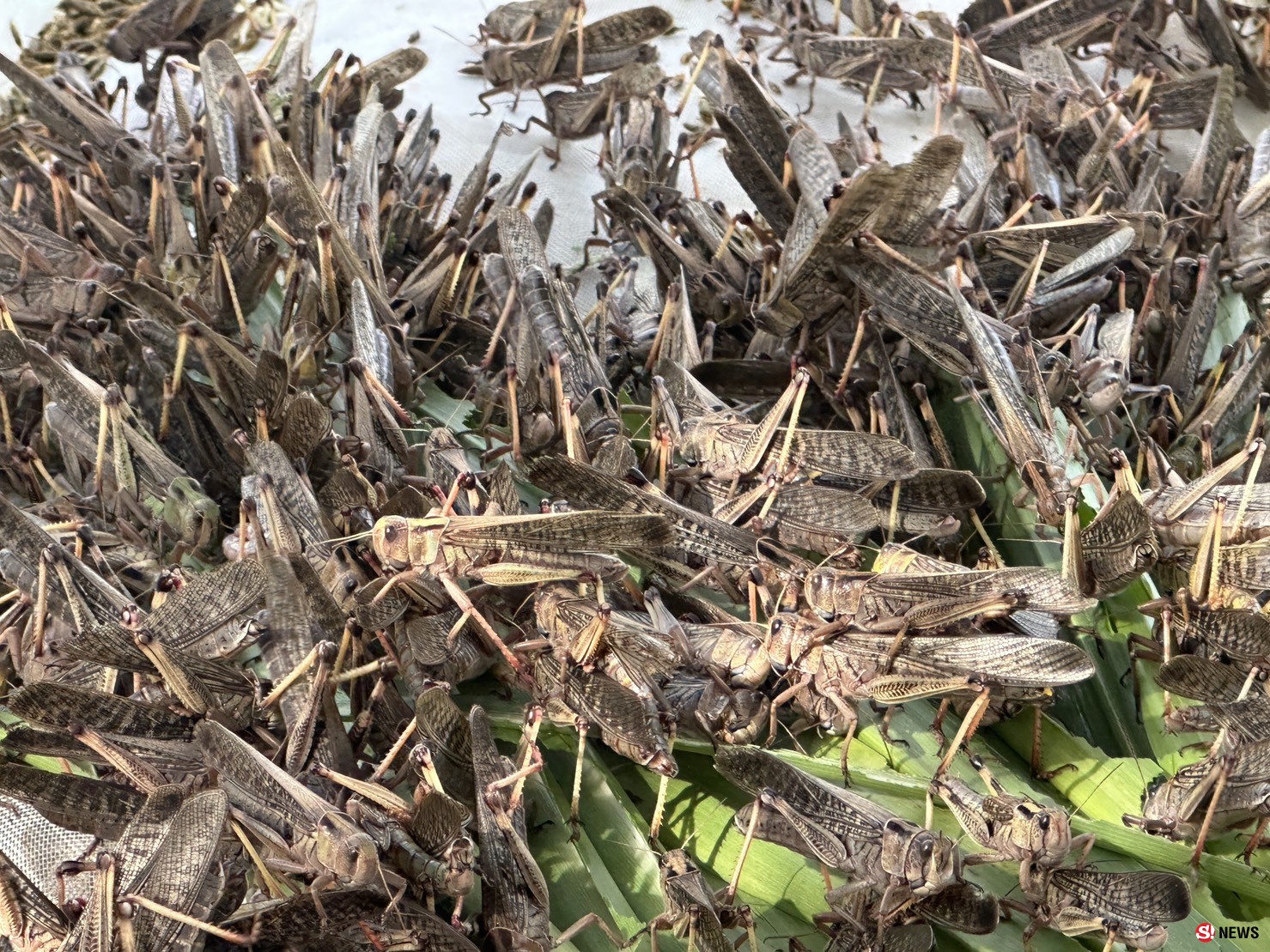 กาฬสินธุ์ครูสาวสอนภาษาจีนเลี้ยงตั๊กแตนปาทังก้ารายได้เสริมเดือนเกือบ5หมื่น