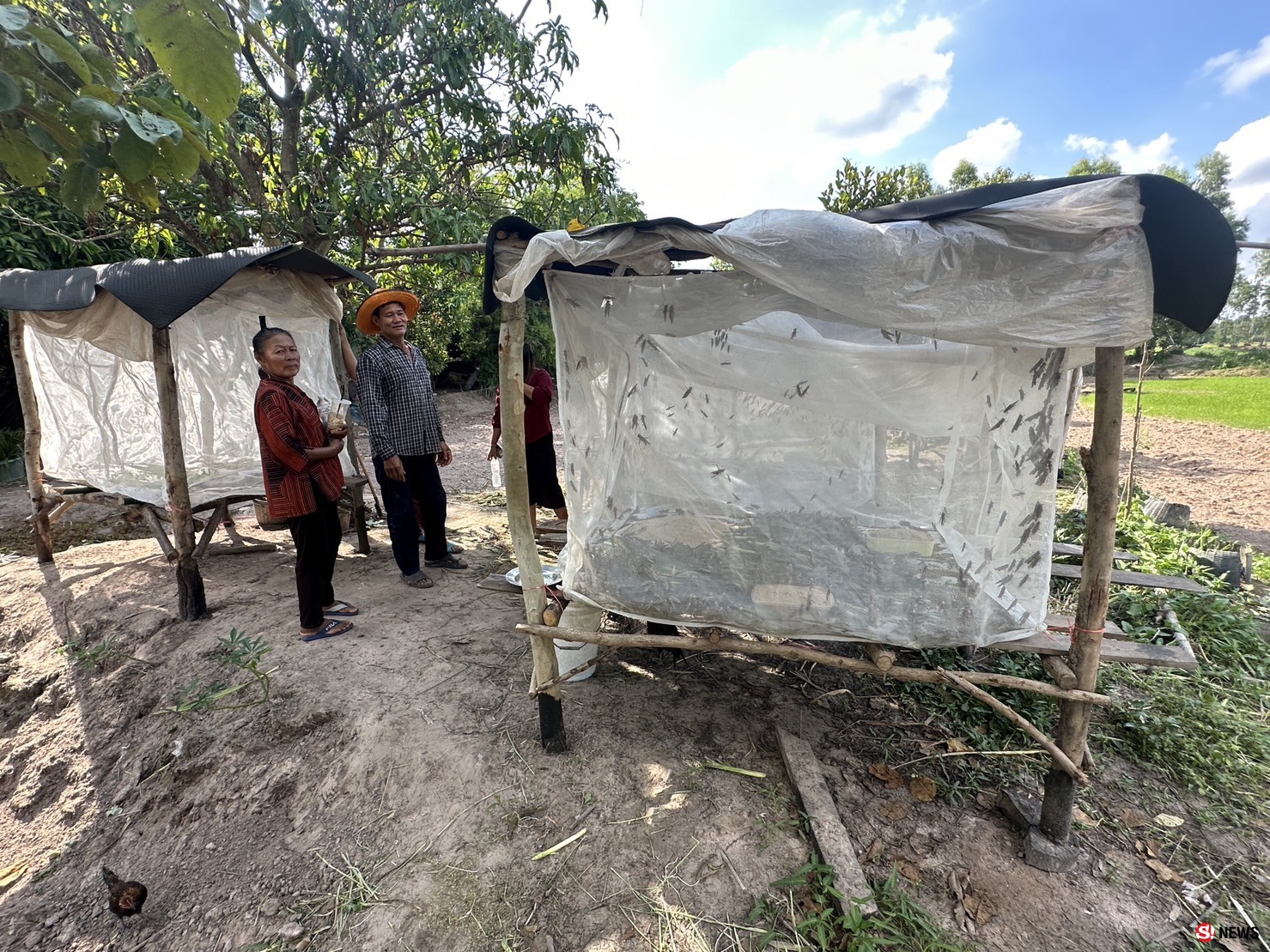 กาฬสินธุ์ครูสาวสอนภาษาจีนเลี้ยงตั๊กแตนปาทังก้ารายได้เสริมเดือนเกือบ5หมื่น