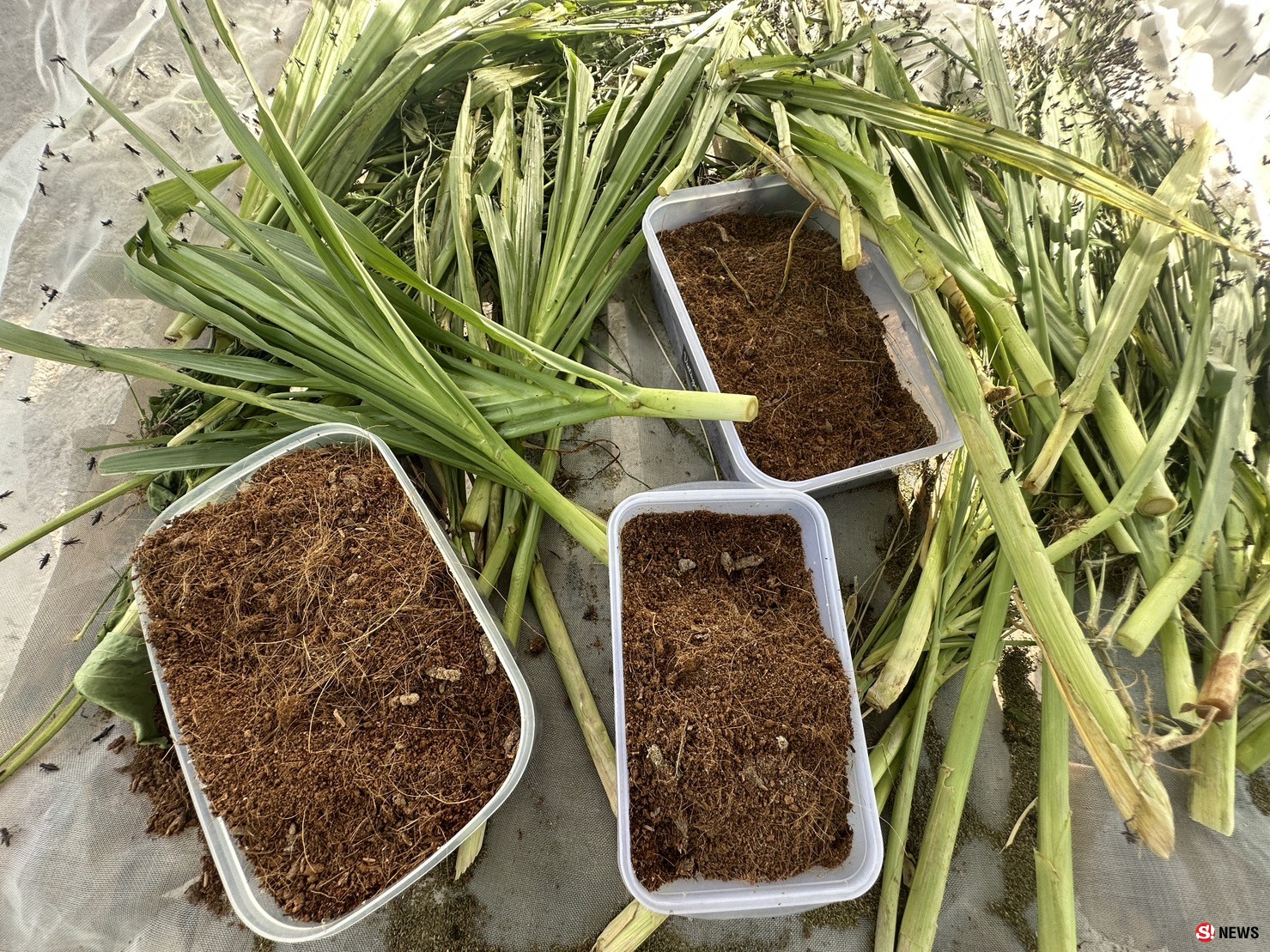 กาฬสินธุ์ครูสาวสอนภาษาจีนเลี้ยงตั๊กแตนปาทังก้ารายได้เสริมเดือนเกือบ5หมื่น