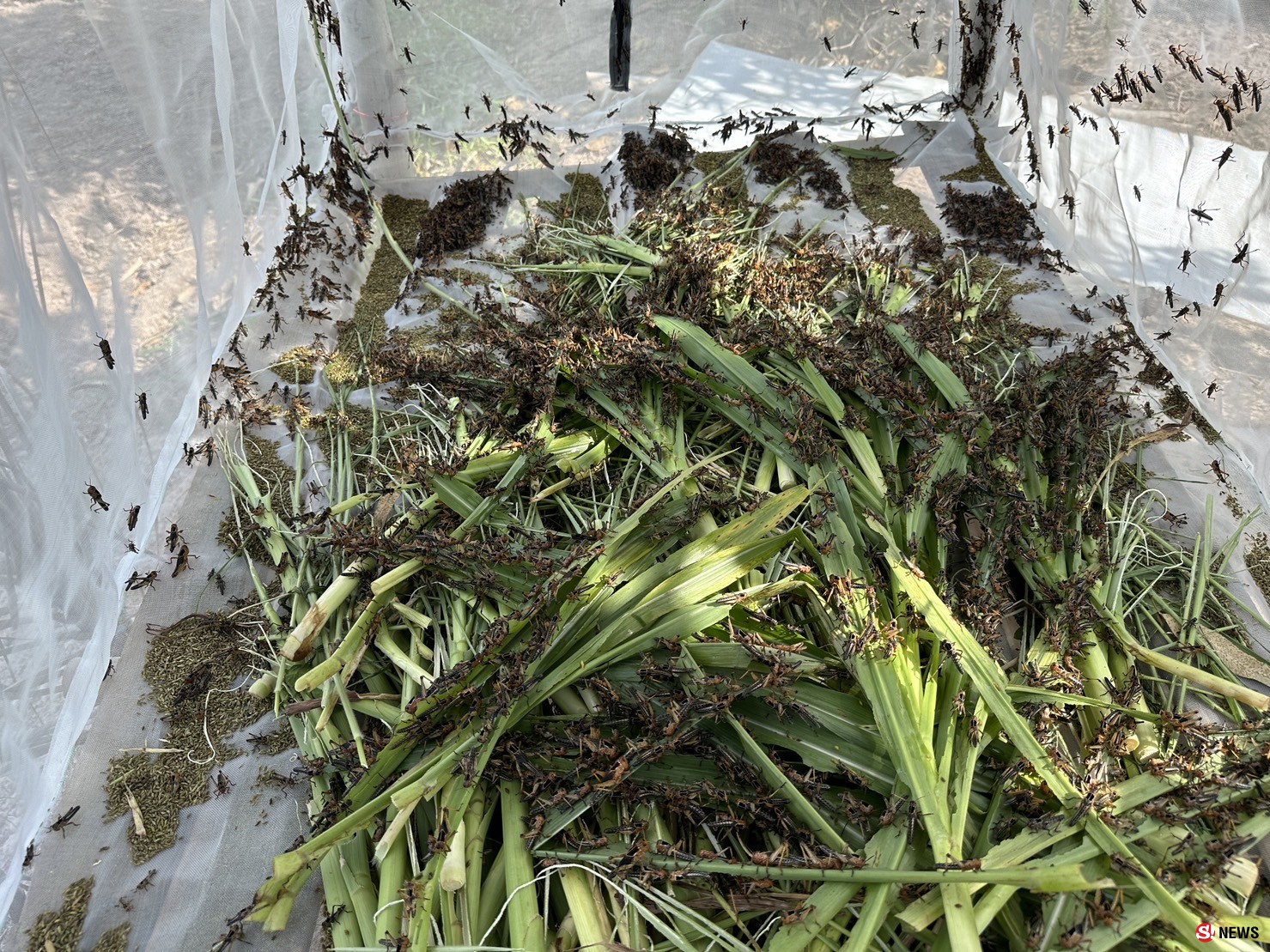 กาฬสินธุ์ครูสาวสอนภาษาจีนเลี้ยงตั๊กแตนปาทังก้ารายได้เสริมเดือนเกือบ5หมื่น