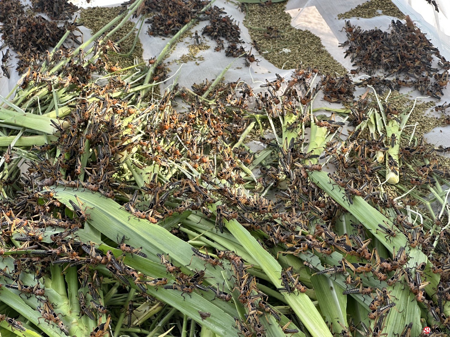 กาฬสินธุ์ครูสาวสอนภาษาจีนเลี้ยงตั๊กแตนปาทังก้ารายได้เสริมเดือนเกือบ5หมื่น