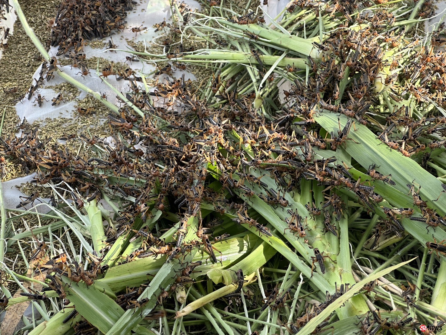 กาฬสินธุ์ครูสาวสอนภาษาจีนเลี้ยงตั๊กแตนปาทังก้ารายได้เสริมเดือนเกือบ5หมื่น