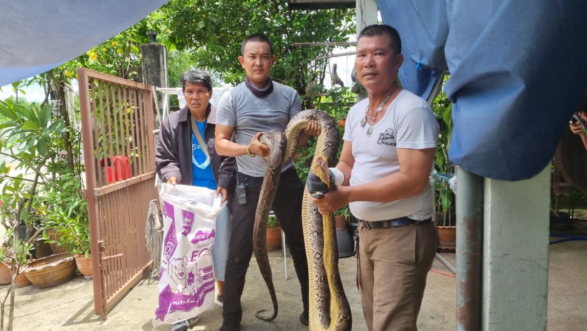 นนทบุรี ส่องเลขเด็ด งูเหลือมยาวกว่า 6 เมตรเลื้อยเข้าบ้าน