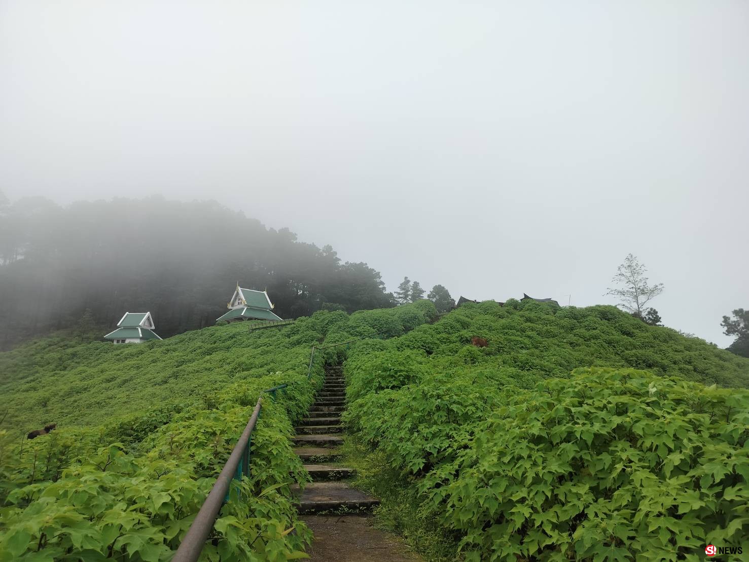 ชวนเที่ยวทุ่งบัวตองหน้าฝน