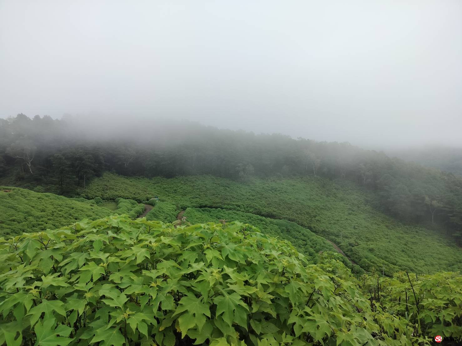 ชวนเที่ยวทุ่งบัวตองหน้าฝน