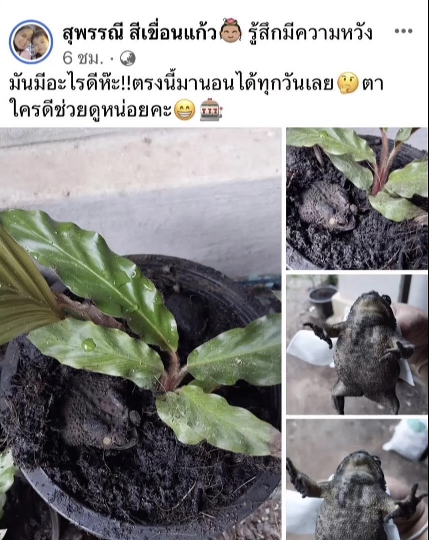 เพชรบูรณ์ โค้งสุดท้ายสาวใจเด็ดจับคางคกส่องเลขเด็ดได้เลขเด็ดสมใจ