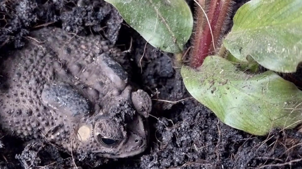 เพชรบูรณ์ โค้งสุดท้ายสาวใจเด็ดจับคางคกส่องเลขเด็ดได้เลขเด็ดสมใจ