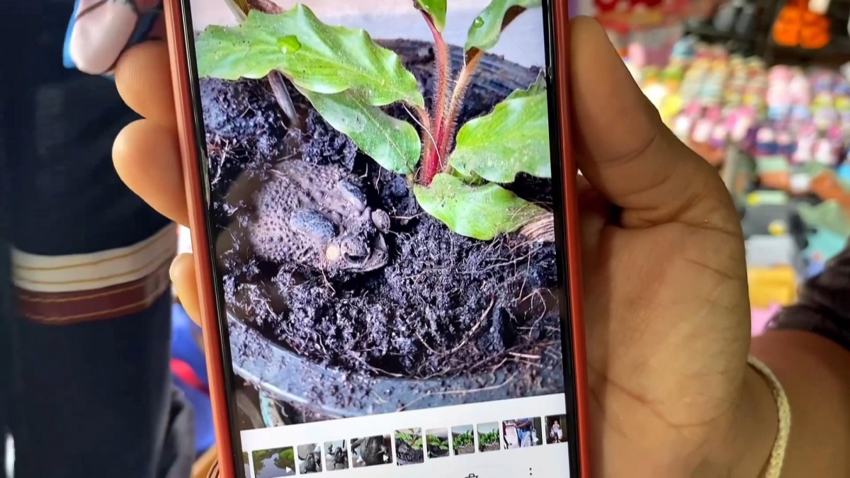 เพชรบูรณ์ โค้งสุดท้ายสาวใจเด็ดจับคางคกส่องเลขเด็ดได้เลขเด็ดสมใจ