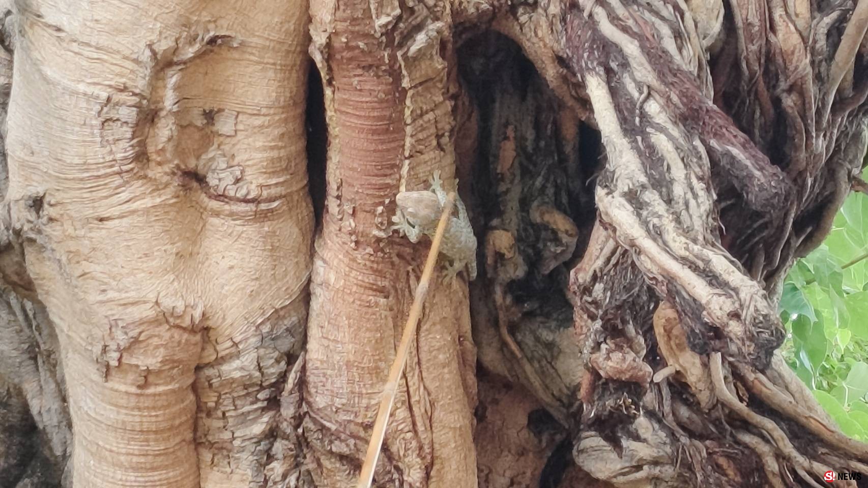 กรรณิการ์/พิษณุโลก/