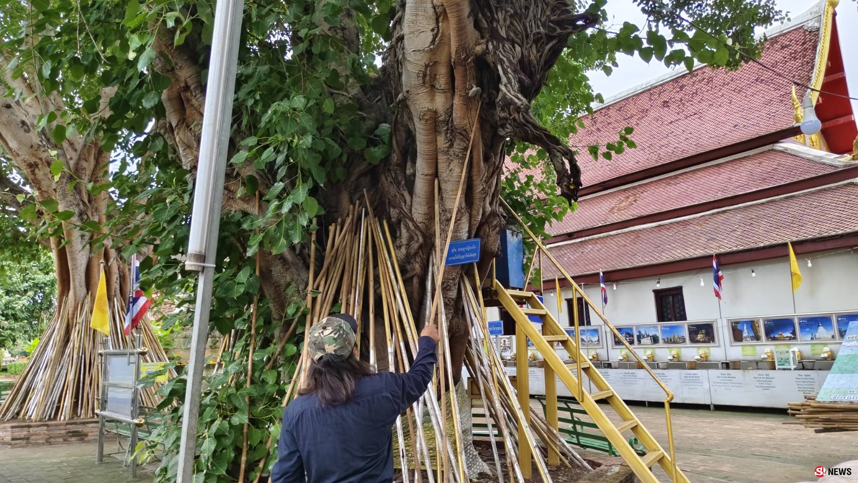 กรรณิการ์/พิษณุโลก/