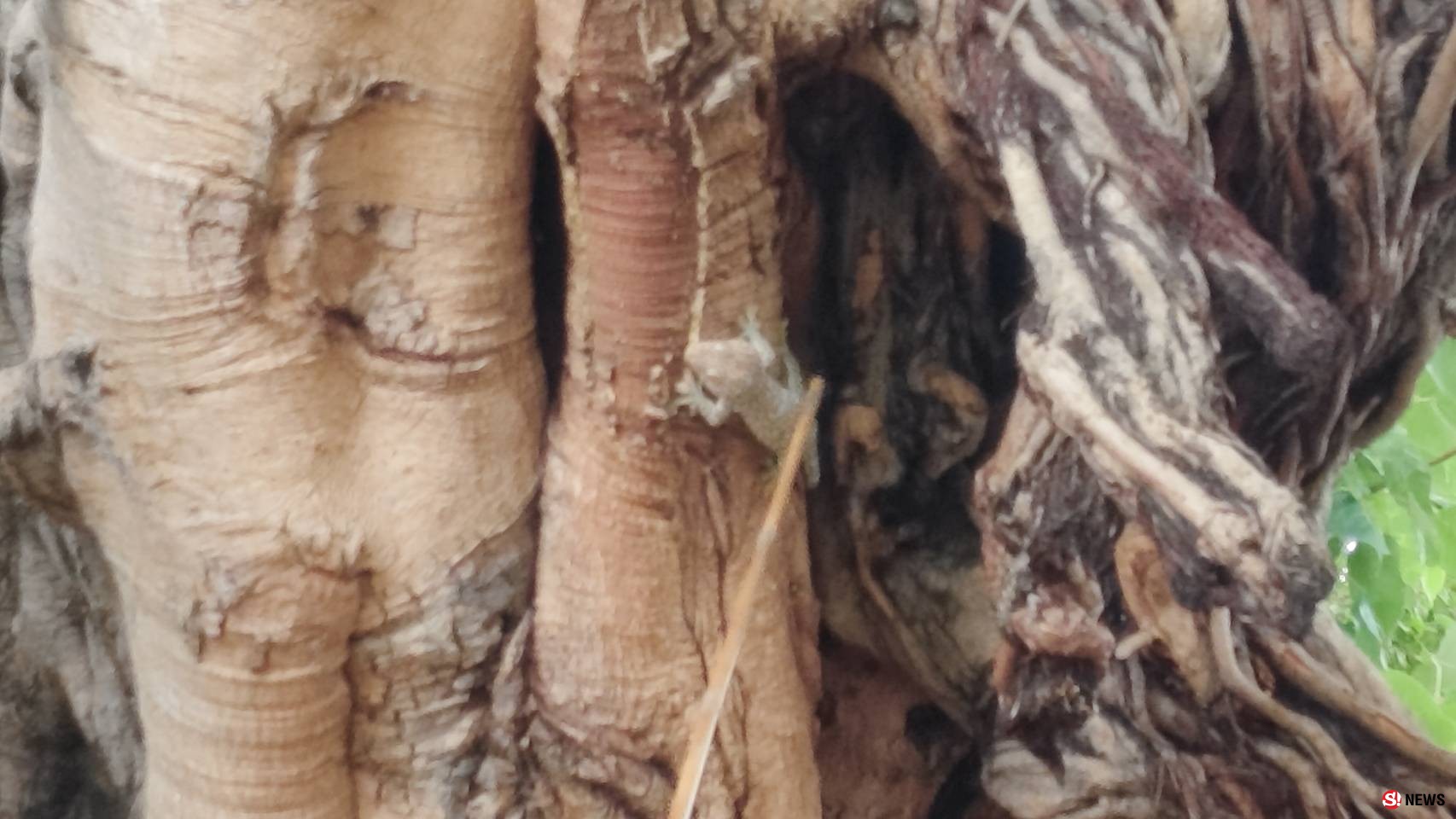 กรรณิการ์/พิษณุโลก/