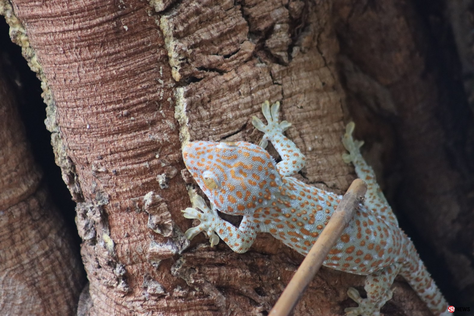 กรรณิการ์/พิษณุโลก/