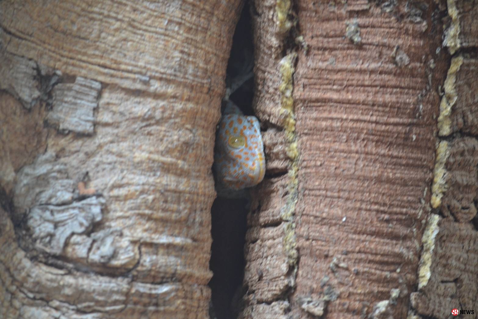 กรรณิการ์/พิษณุโลก/