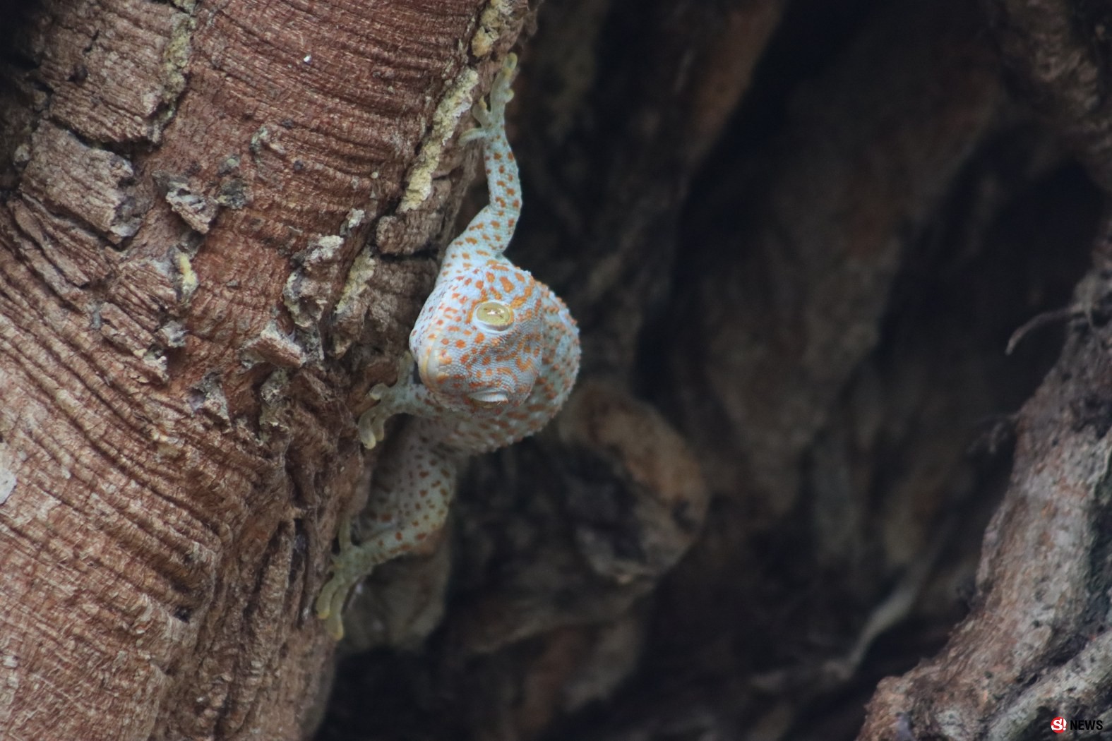 กรรณิการ์/พิษณุโลก/