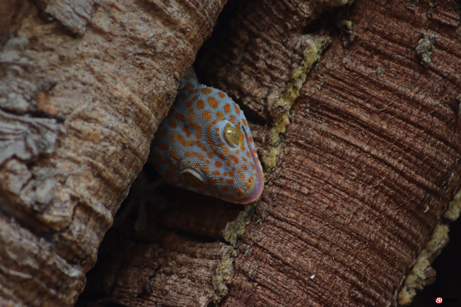 กรรณิการ์/พิษณุโลก/