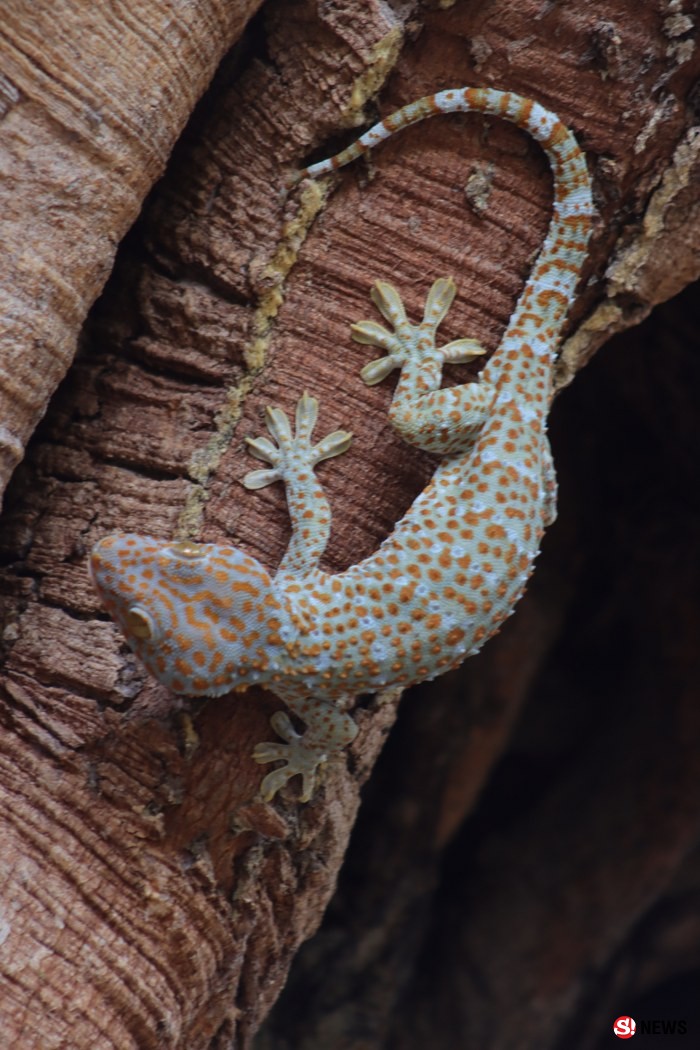 กรรณิการ์/พิษณุโลก/