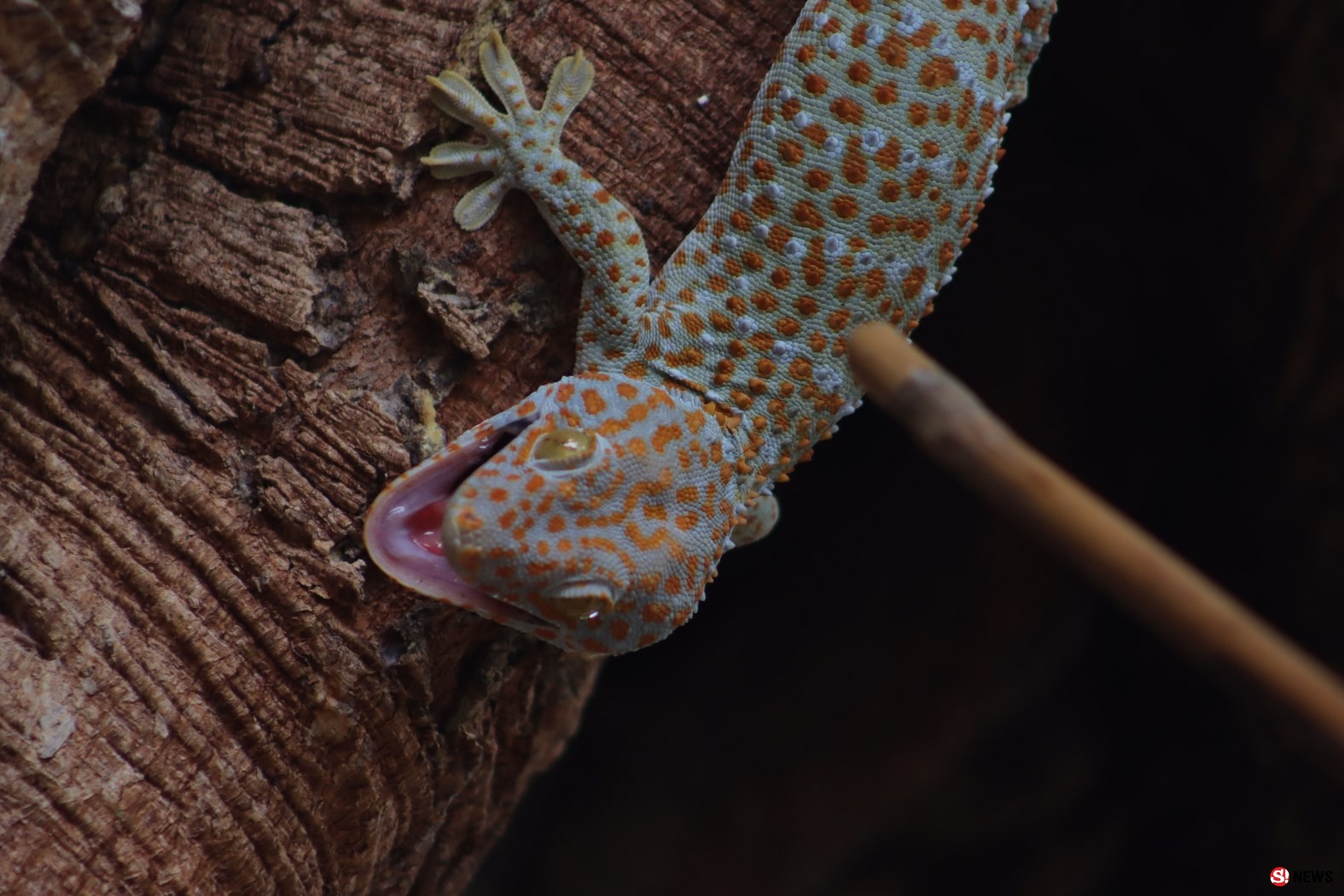 กรรณิการ์/พิษณุโลก/