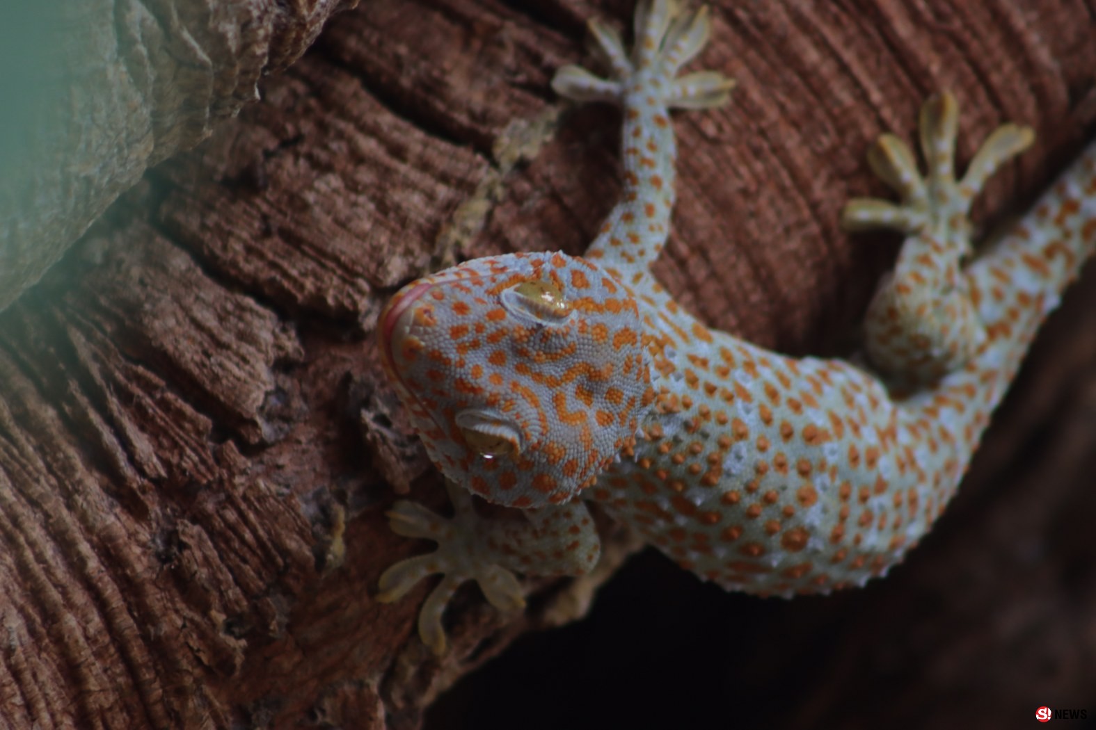 กรรณิการ์/พิษณุโลก/