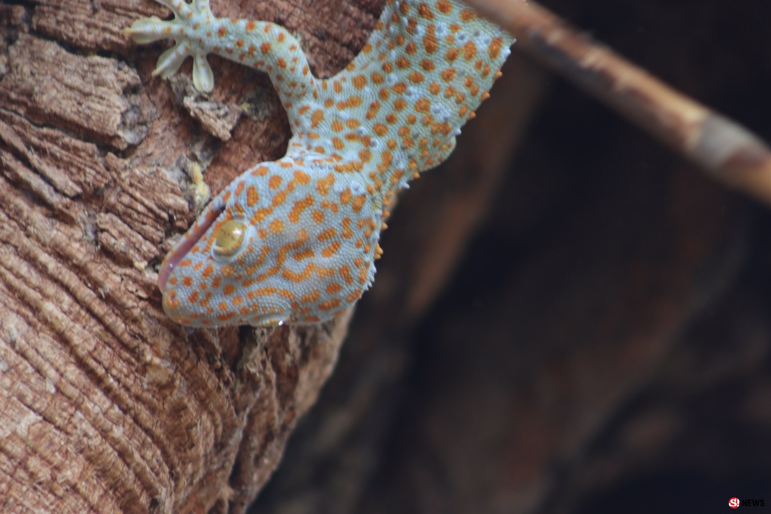 กรรณิการ์/พิษณุโลก/