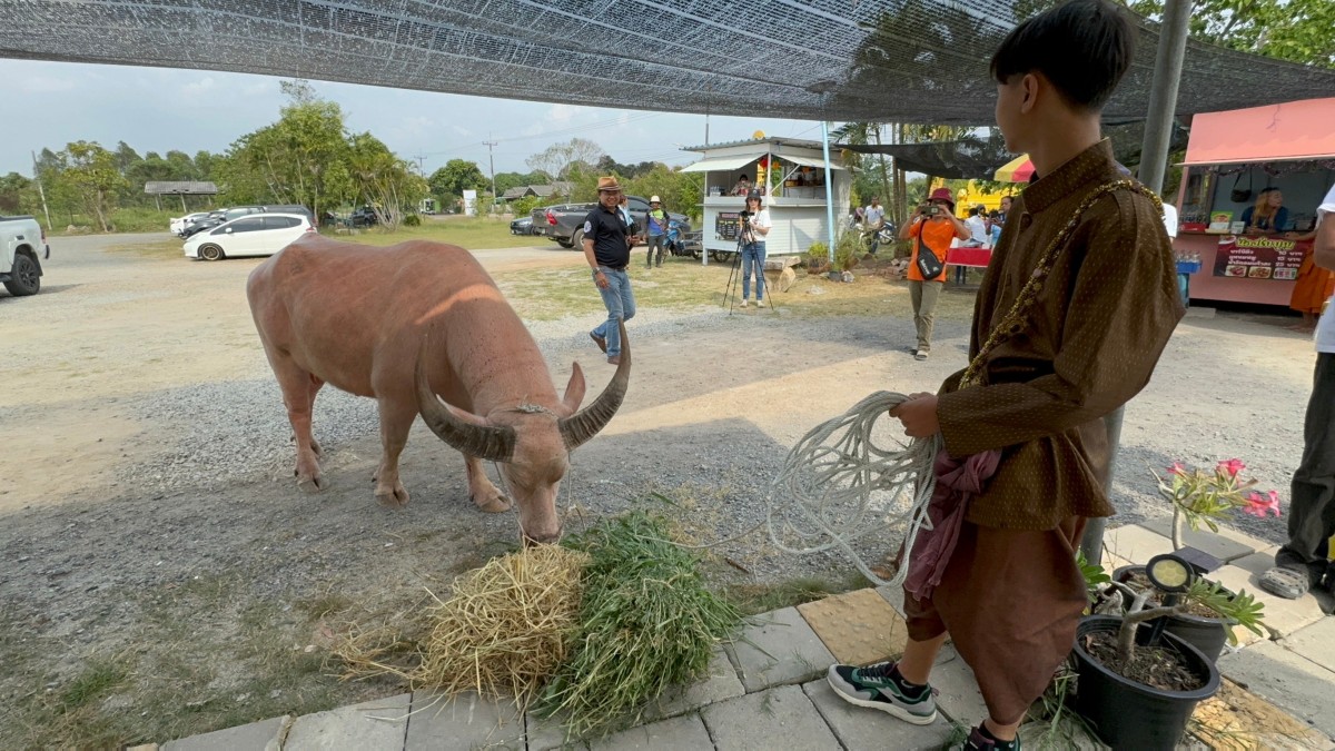 140167ระยอง ฮือฮา ขุนแผนจูงควายเผือกหลักล้านปลุกเสกพระขุนแผนพรายกุมาร ภาพ 2 ไฟล์