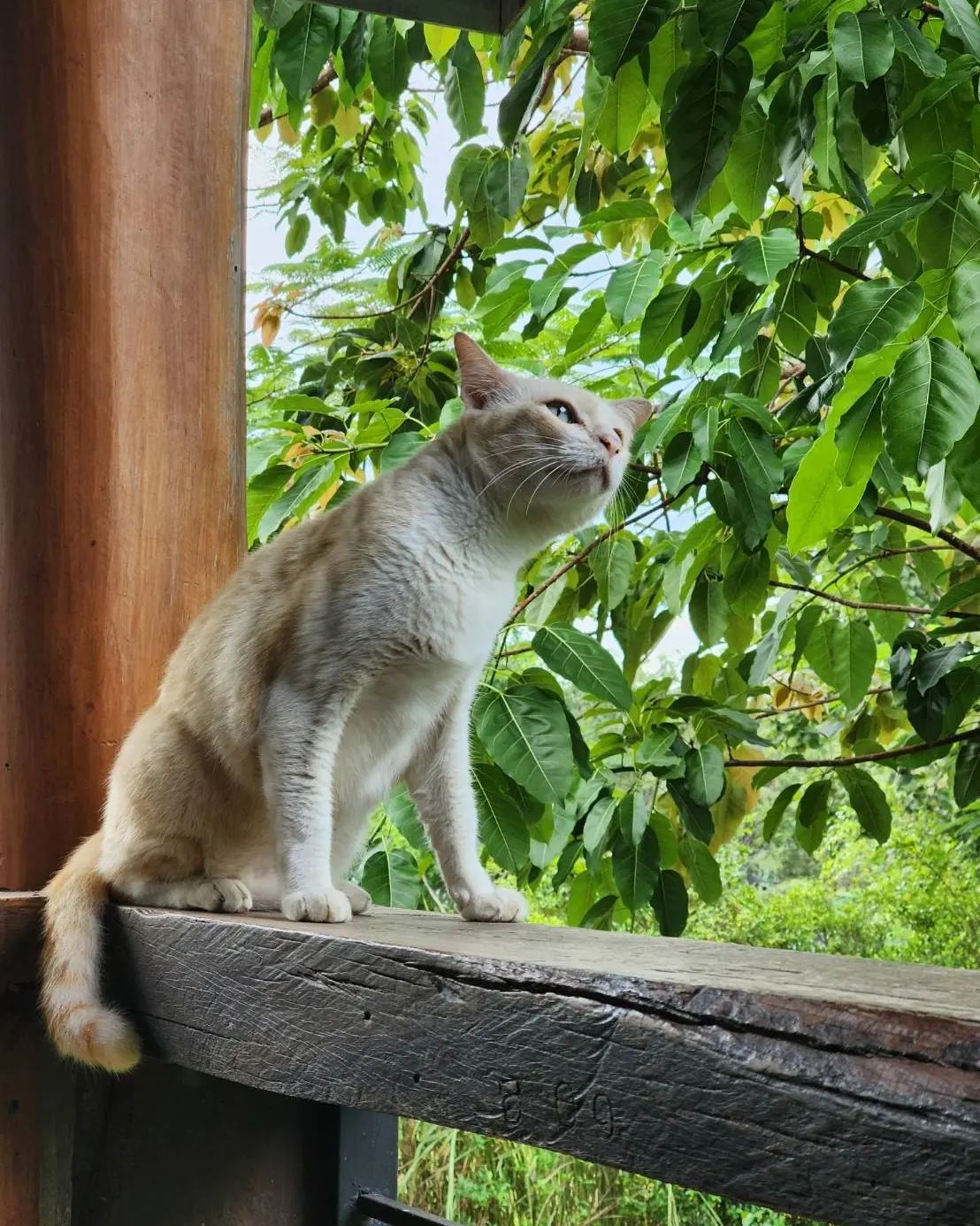 ไก่ มีสุข มีสุขแลนด์