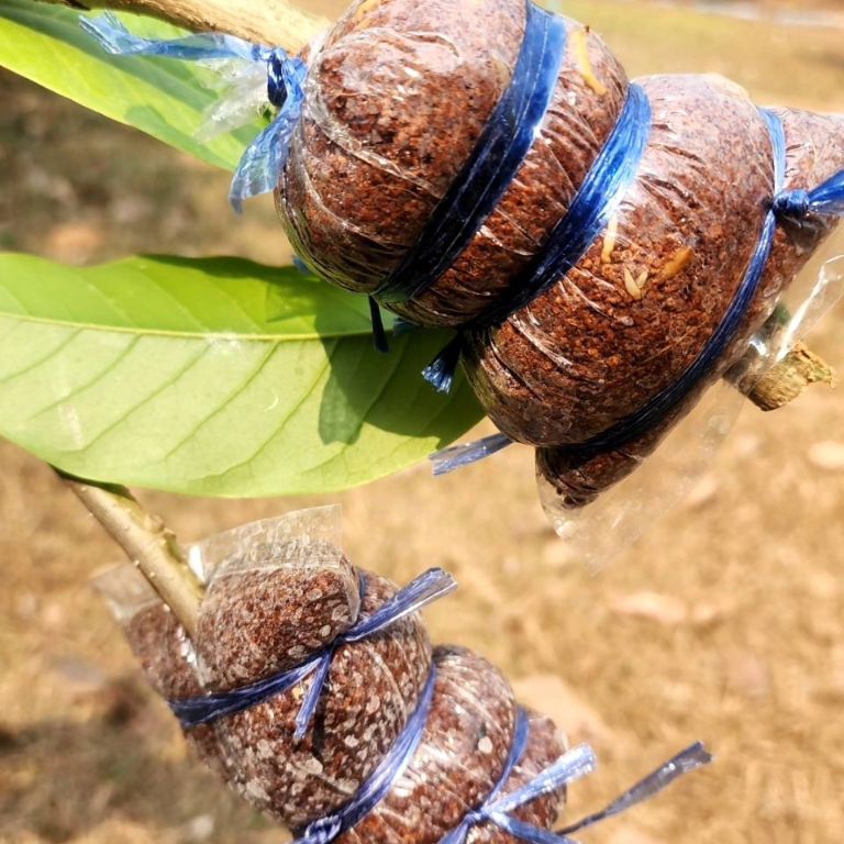 ไก่ มีสุข มีสุขแลนด์