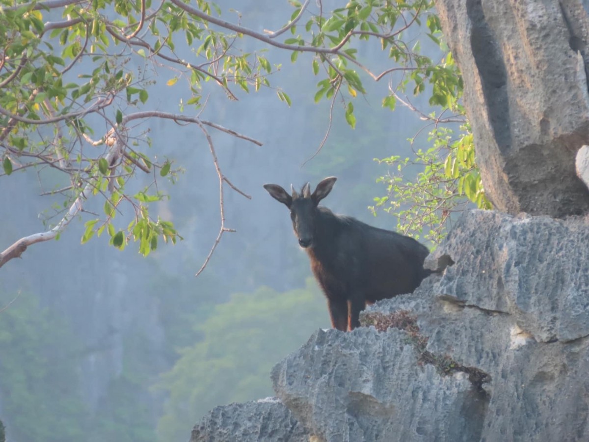 ประจวบคีรีขันธ์ อช.เขาสามร้อยยอด โพสต์ภาพ 