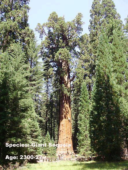 9.General Sherman