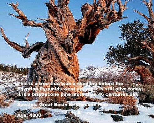 1. Methuselah Tree