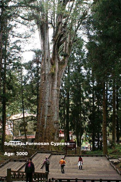 7.Alishan Sacred Tree