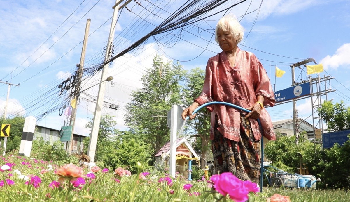 บุรีรัมย์ หมวดวิชัย 2 คราวนี้เป็นยายวัย 75 ปลูกดอกไม้ริมทางนาน 15 ปี