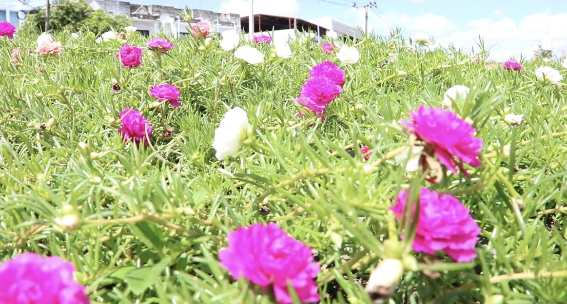 บุรีรัมย์ หมวดวิชัย 2 คราวนี้เป็นยายวัย 75 ปลูกดอกไม้ริมทางนาน 15 ปี