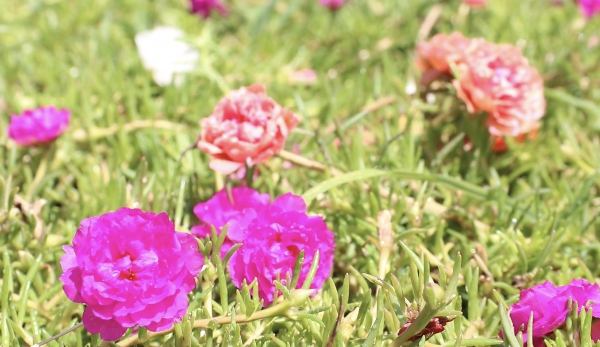 บุรีรัมย์ หมวดวิชัย 2 คราวนี้เป็นยายวัย 75 ปลูกดอกไม้ริมทางนาน 15 ปี