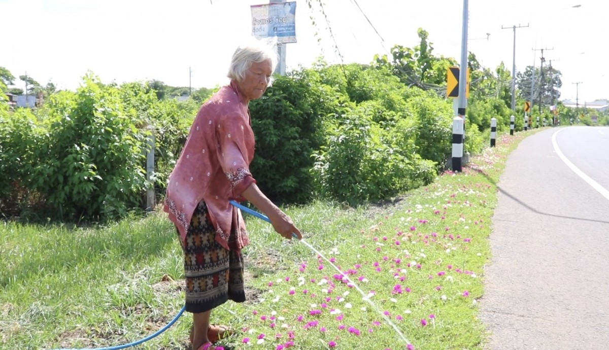 บุรีรัมย์ หมวดวิชัย 2 คราวนี้เป็นยายวัย 75 ปลูกดอกไม้ริมทางนาน 15 ปี