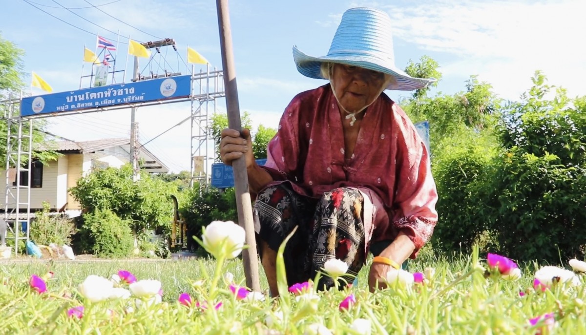 บุรีรัมย์ หมวดวิชัย 2 คราวนี้เป็นยายวัย 75 ปลูกดอกไม้ริมทางนาน 15 ปี