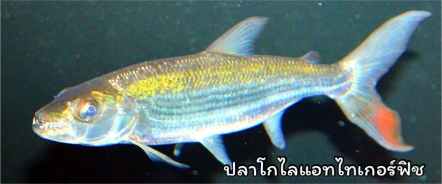 ไม่มีแค่ปลาหมอคางดำ! รู้จัก “10 ปลาเอเลี่ยนสปีชีส์” หายนะของระบบนิเวศ ห้ามนำเข้าไทย