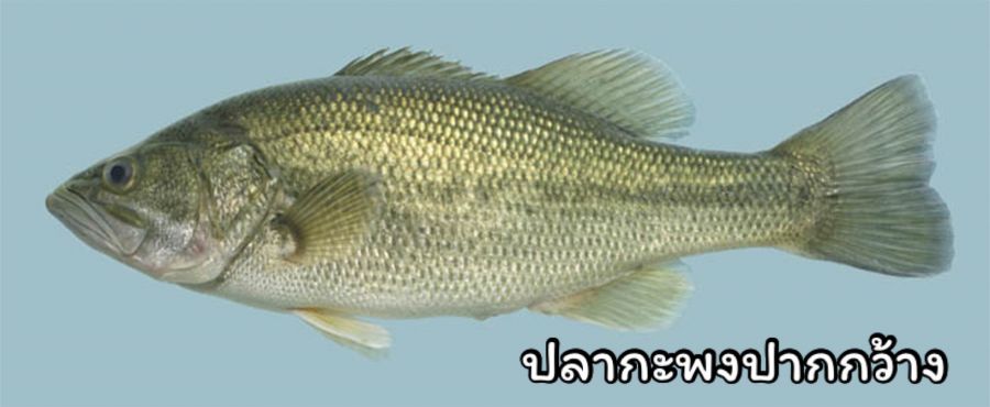 ไม่มีแค่ปลาหมอคางดำ! รู้จัก “10 ปลาเอเลี่ยนสปีชีส์” หายนะของระบบนิเวศ ห้ามนำเข้าไทย