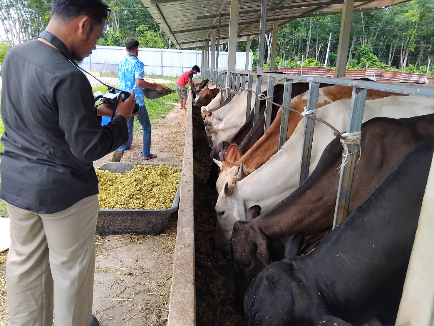 รู้จัก “Bangkok Halal Beef” ฟาร์มโคขุนเกรดพรีเมียม ขุนวัวด้วย “เปลือกทุเรียนหมัก”